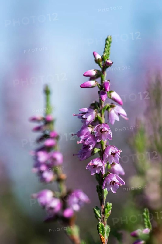 Heather (Calluna vulgaris), Emsland, Lower Saxony, Germany