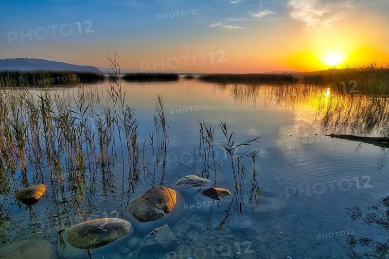 Atmospheric sunrise on Lake Murten, reed belt and stones in the water, Canton of Fribourg, Switzerland