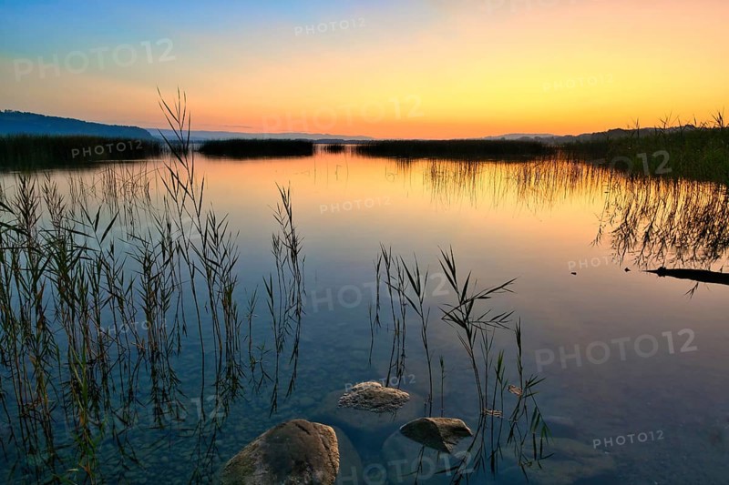 Reed belt on Lake Murten at dawn, Canton of Fribourg, Switzerland