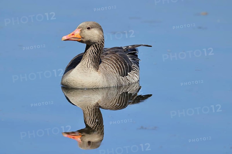 Greylag goose (Anser anser) swimming on the water, Chiemsee, Bavaria, Germany