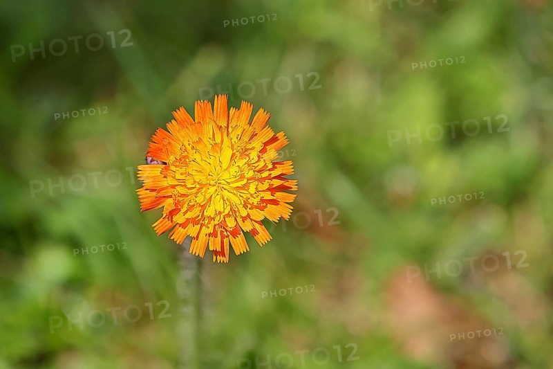 Orange hawkweed, orange-red hawkweed (Hieracium aurantiacum), flower on a rough meadow, Wilnsdorf, North Rhine-Westphalia, Germany