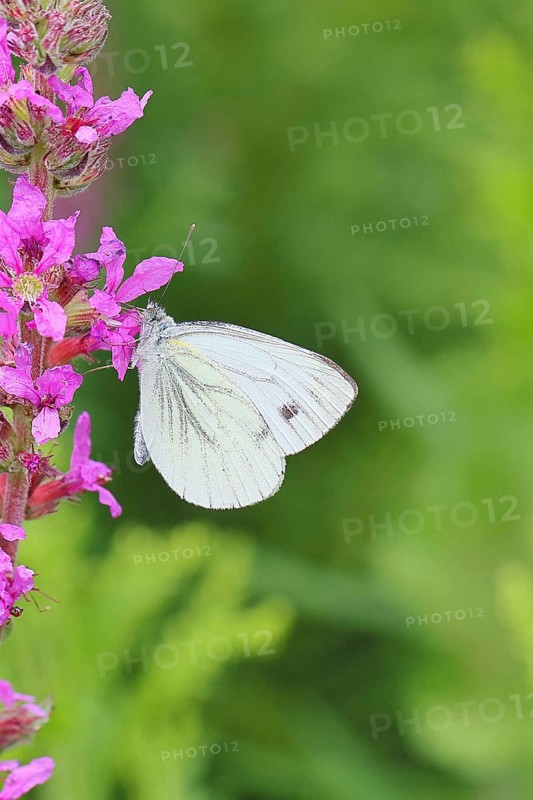A Cabbage butterfly (Pieris brassicae) sucking nectar on the flower of the purple loosestrife (Lythrum salicaria), in a natural environment in the wild, nice bokeh in the background, Wildlife, Insects, Butterflies, Butterflies, Wilnsdorf, North Rhine-Westphalia, Germany