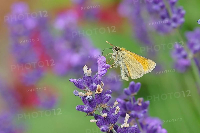 Large skipper (Ochlodes venatus), collecting nectar from a flower of Common lavender (Lavandula angustifolia), close-up, macro photograph, Wilnsdorf, North Rhine-Westphalia, Germany