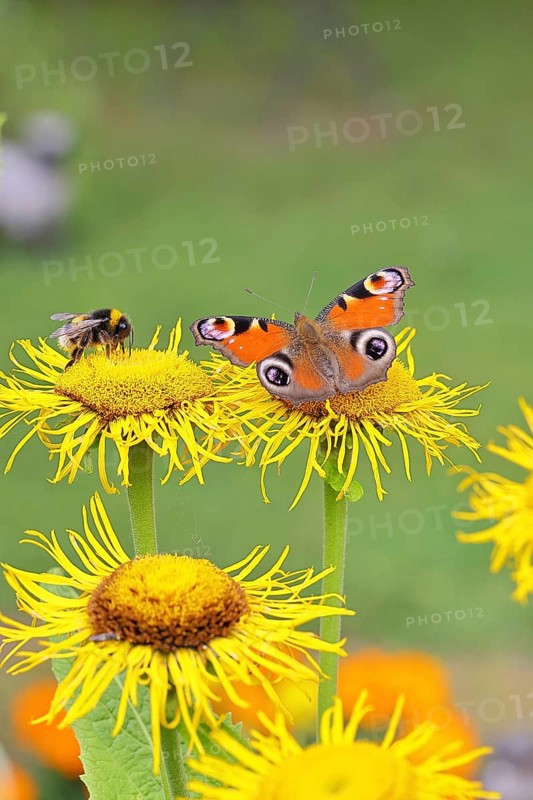 Peacock butterfly (Aglais io), together with a Bombus magnus (Bombus terrestris), on a yellow flower of a Great Telekie (Telekia speciosa), Wilnsdorf, North Rhine-Westphalia, Germany