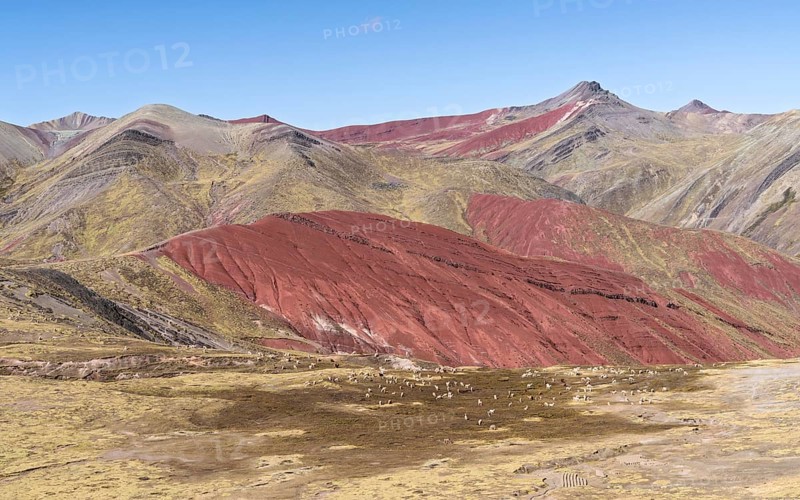 Grazing alpacas (Vicugna pacos), with colourful mountains in the background, Checacupe district, Cusco, Peru