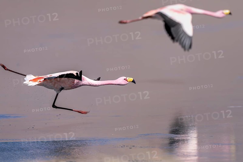 James flamingo (Phoenicoparrus jamesi), starts on a frozen lake, Laguna Cañapa, lagoon route, San Pedro de Quemes, Departamento Potosí, Bolivia