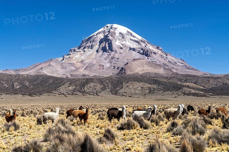 Alpacas (Vicugna pacos) in front of the snow-covered Sajama volcano, puna vegetation, in Sajama National Park, Curahuara de Carangas, Departamento Oruro, Bolivia
