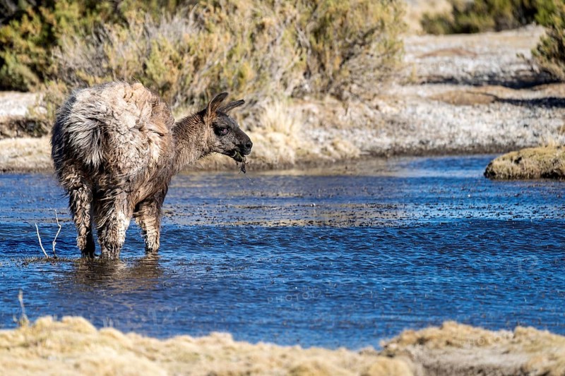 Llama (Llama glama), standing in a stream, feeding, San Agustín, Departamento Potosí, Bolivia