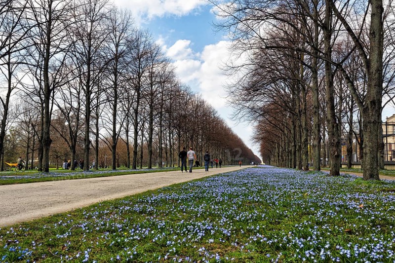 Blue stars, Scilla, walkers in the Herrenhäuser Allee, Georgengarten, Herrenhäuser Gärten, landscape garden, Cumulus, Hanover, Lower Saxony, Germany