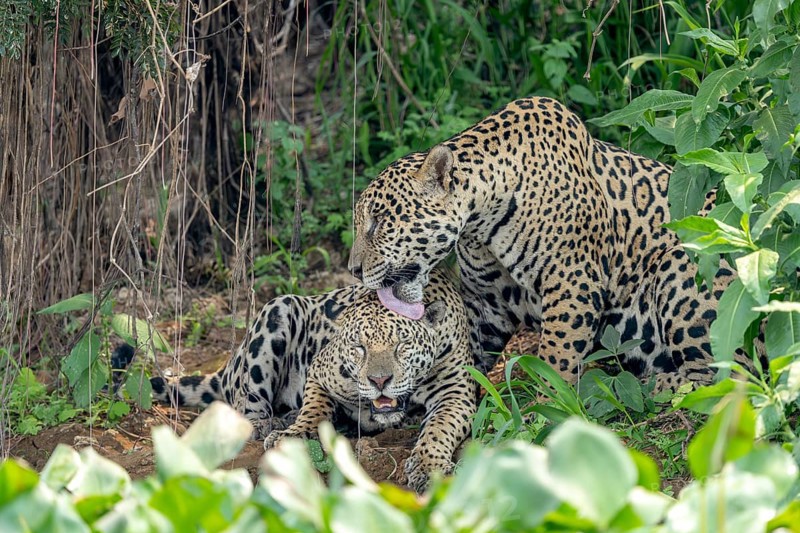 Jaguar (Panthera onca), licking the head of another jaguar, tongue, grooming, North Pantanal, Joselândia, Barão de Melgaço, Mato Grosso, Brazil
