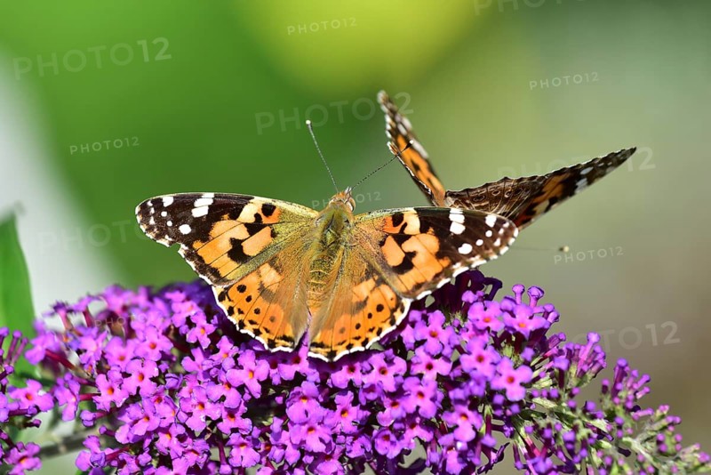 Thistle butterfly (Vanessa cardui) on a Buddleja flower, Bavaria, Germany