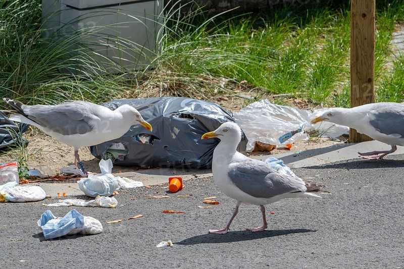 Bird nuisance by herring gulls tearing up rubbish bag and feeding on trash, household refuse and garbage leaving a mess on street in coastal town