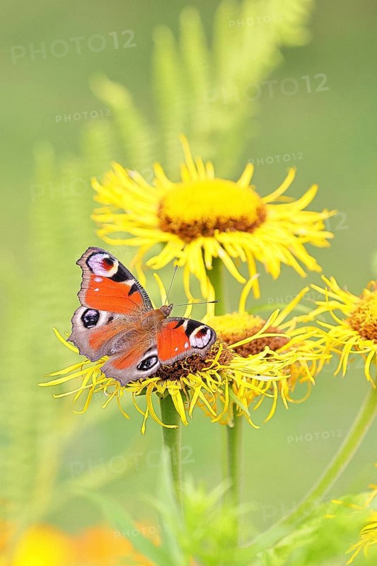 Peacock butterfly (Aglais io), on a yellow flower of a Great Telekie (Telekia speciosa), Wilnsdorf, North Rhine-Westphalia, Germany