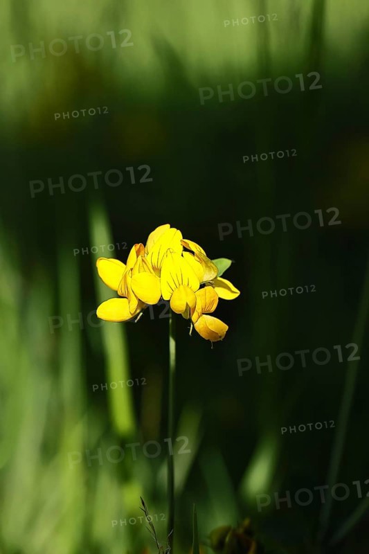 Bird's-foot Trefoil, Bird's-foot Trefoil (Lotus corniculatus), yellow flower in a meadow, Wilnsdorf, North Rhine-Westphalia, Germany