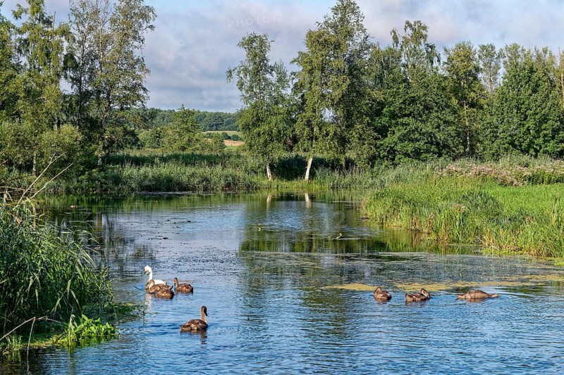 A swan with young on the River Trave in Brenner Moor. The Brenner Moor is a salt marsh, FFH area, in the Trave lowlands near Bad Oldesloe. Schleswig-Holstein, Germany