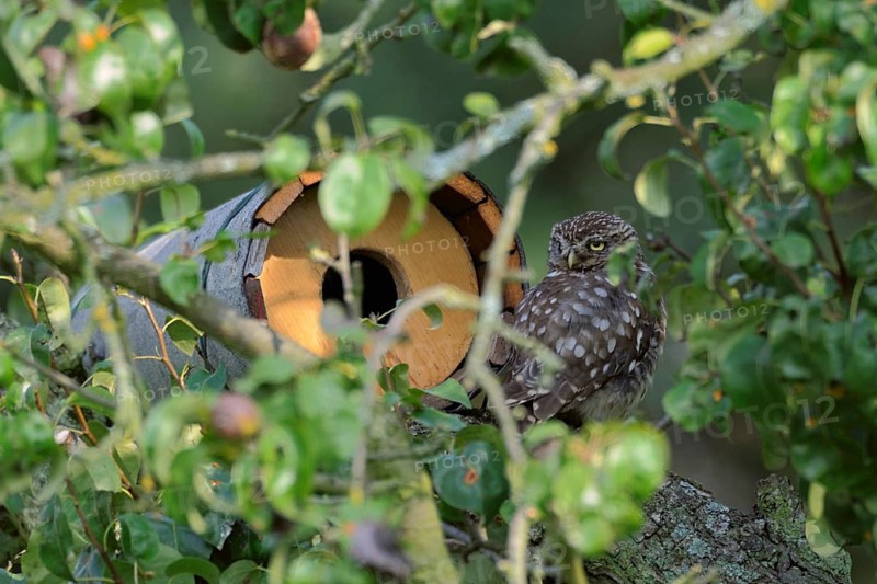 In front of the nesting tube... Little owl (Athene noctua) sits well hidden in front of a nesting aid, nesting tube in a pear tree and looks around, native nature, Lower Rhine, North Rhine-Westphalia, Rhineland, Germany, Western Europe