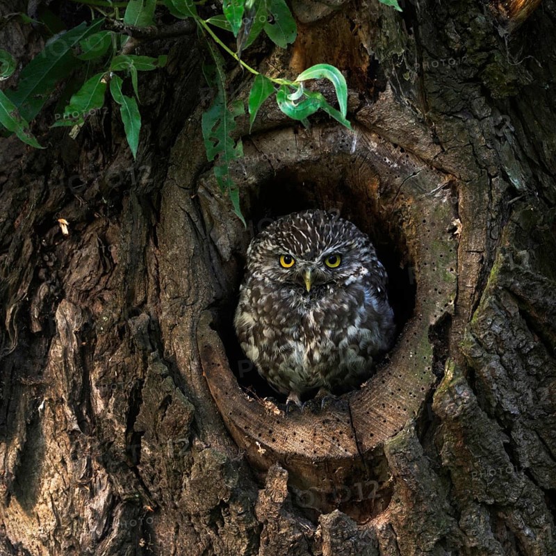 In its nesting cavity... Little owl (Athene noctua) nests in an old pollarded willow, sits in the entrance of a natural tree cavity, looks out of its cavity early in the morning, native nature, Lower Rhine, North Rhine-Westphalia, Rhineland, Germany, Western Europe