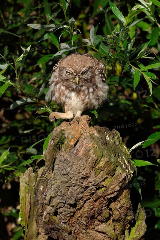 Here I am the boss... Little owl (Athene noctua), owl clenches its fist and bangs on the table, funny, meaningful picture, situation comedy, native nature, Lower Rhine, North Rhine-Westphalia, Rhineland, Germany, Western Europe