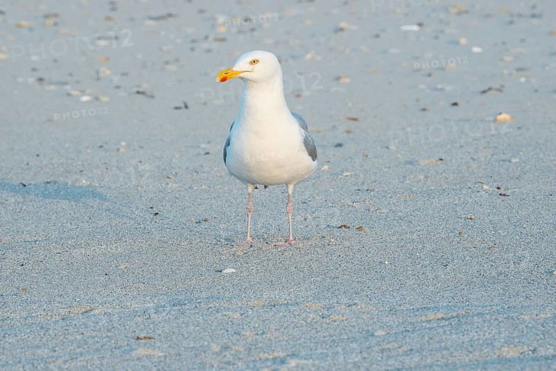 A herring gull (Larus argentatus) with a massive, strong beak stands alone on a sandy beach, surrounded by scattered shells and other flotsam, light-coloured sandy beach, maritime, seabird, warm, soft sunlight in the evening and relaxed atmosphere, calm, summer, evening sun, Insel Düne, Helgoland, Schleswig-Holstein, North Sea, Germany