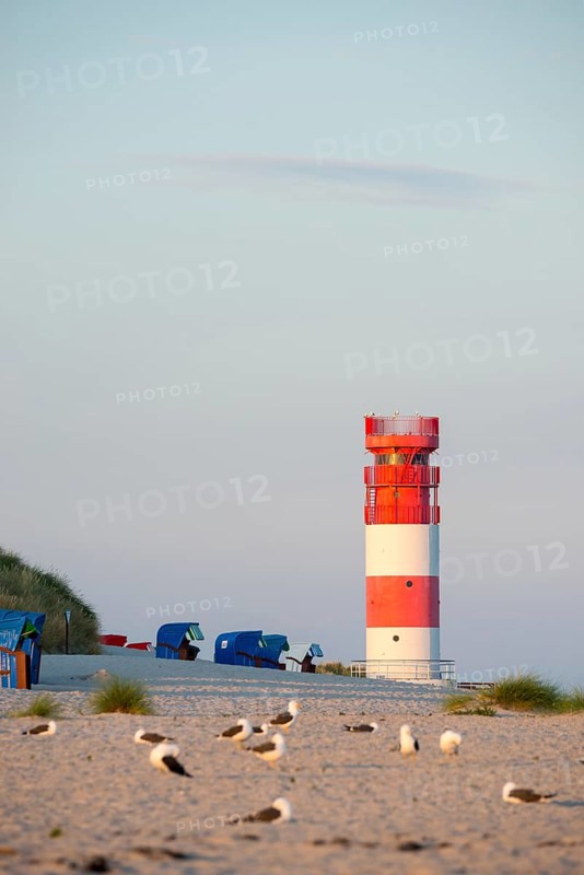 Red and white lighthouse on the beach surrounded by beach chairs, in the foreground a flock of herring gulls (Larus fuscus) on the sandy beach, islands of vegetation and dunes, European Marram Grass (Ammophila arenaria (L.) Link, Syn.: Calamagrostis arenaria (L.) Roth), also common marram grass, sand reed, sand grass, deserted, nobody, without people, warm, soft sunlight in the evening and relaxed atmosphere, quiet, holiday, summer, evening sun, island dune, Helgoland, Schleswig-Holstein, North Sea, Germany