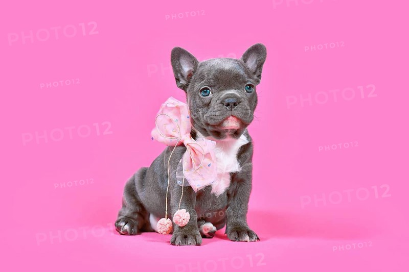Blue French Bulldog dog puppy with ribbon sitting in front of pink background