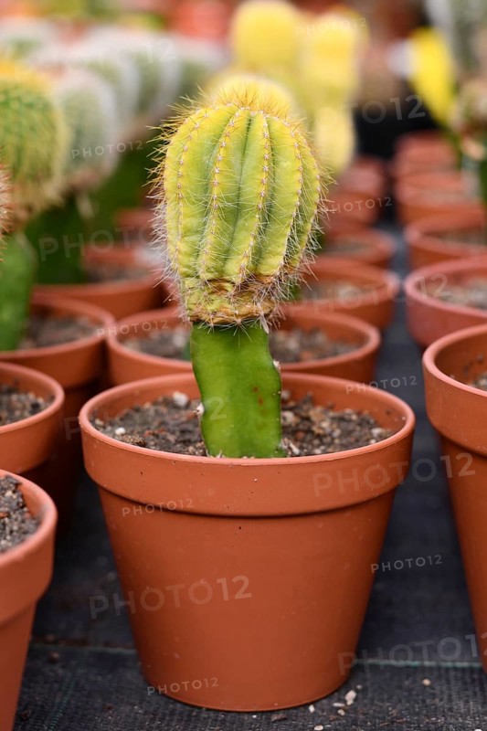 Bright green grafted cactus. Two different species of cacti combined together to form a single plant