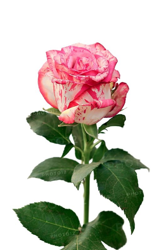 Single Pink Splash rose with white petals and pink spots on white background