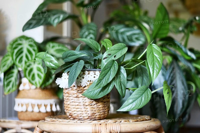 Tropical 'Epipremnum Pinnatum Cebu Blue' houseplant with silver-blue leaves with other houseplant in urban jungle in living room