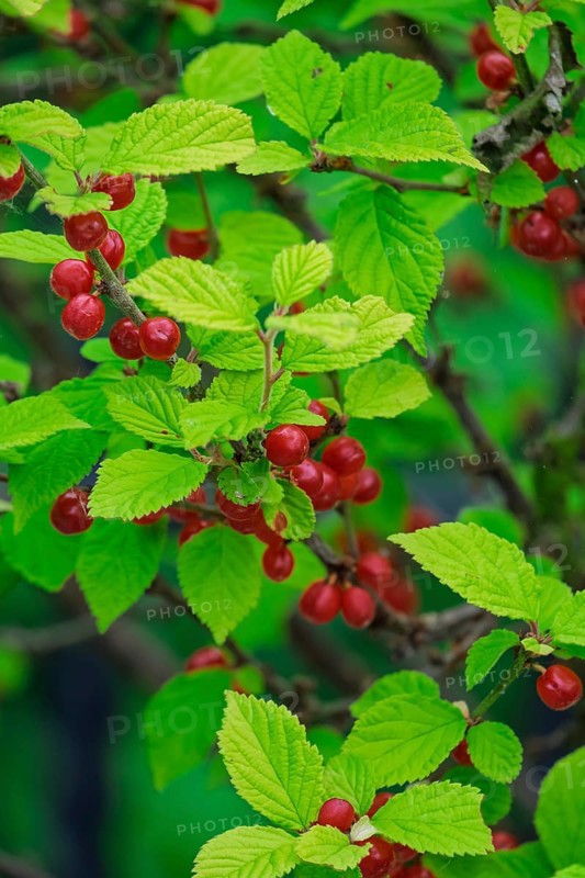 Fruits of the felt cherry (Prunus tomentosa), Netherlands