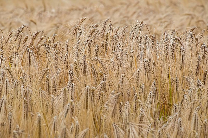 Cereal field in summer, Münsterland, North Rhine-Westphalia, Germany