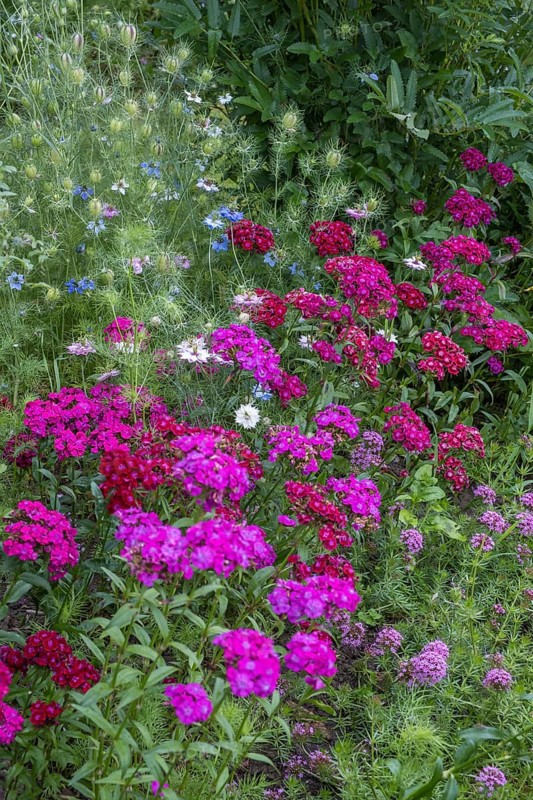 Flower bed with bearded carnations, maiden pink and Caucasian Crosswort, North Rhine-Westphalia, Germany