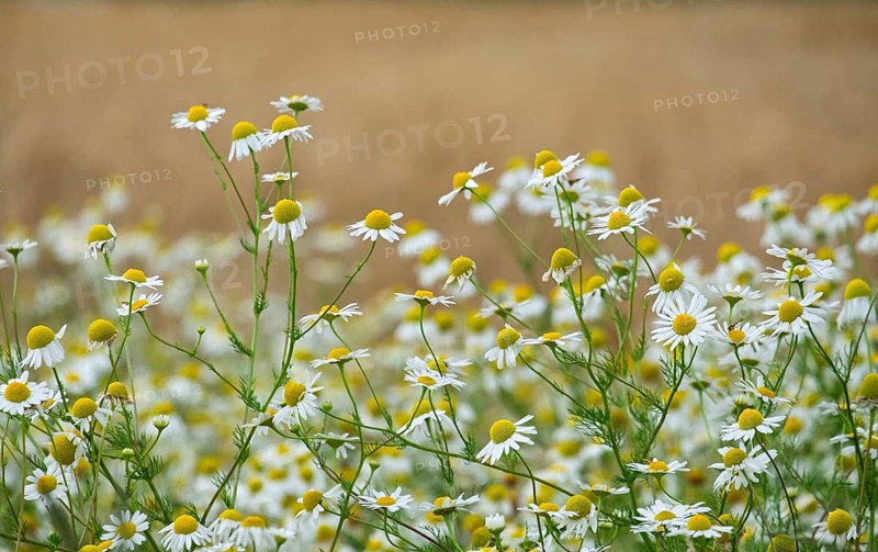 Matricaria chamomilla (Matricaria chamomilla) at the edge of a field, Münsterland, North Rhine-Westphalia, Germany