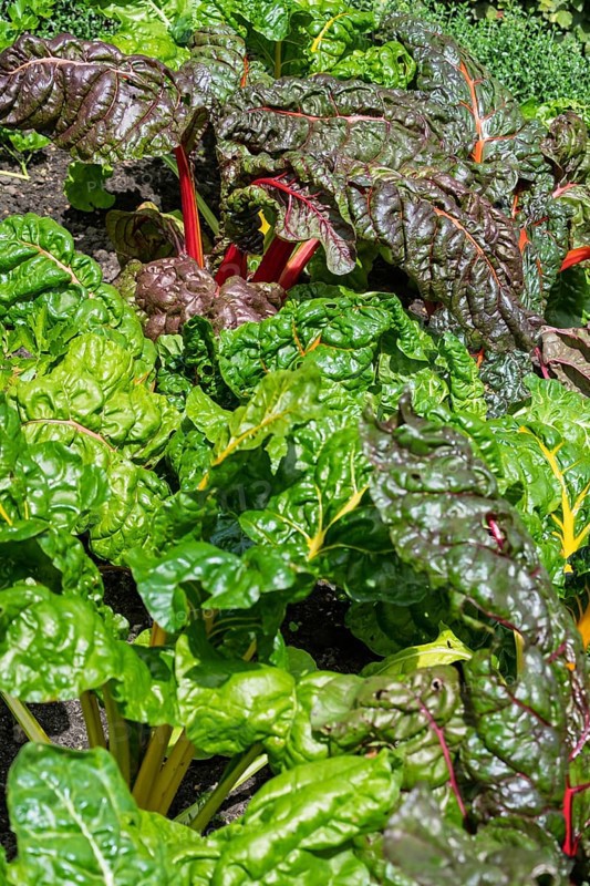 Chard, red and yellow-stemmed, vegetable patch, North Rhine-Westphalia, Germany
