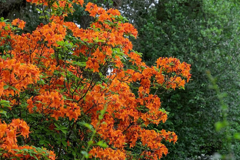 Orange-coloured flowers of the azalea (Azalea), North Rhine-Westphalia, Germany