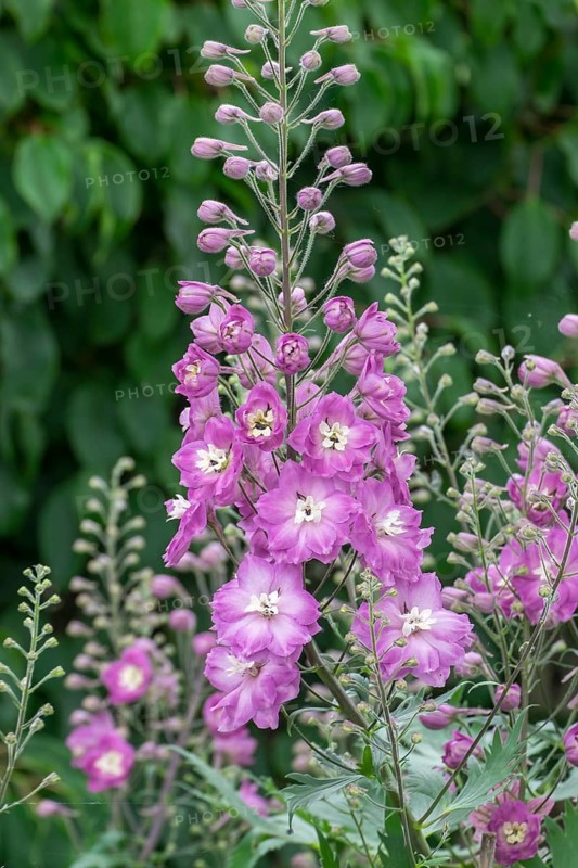 Delphinium (Delphinium), Netherlands
