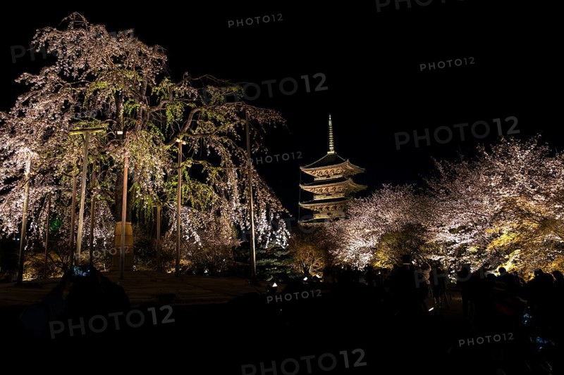 To-ji Temple surrounded by illuminated cherry trees, Minami-ku, Kyoto, Kyoto Prefecture, Japan