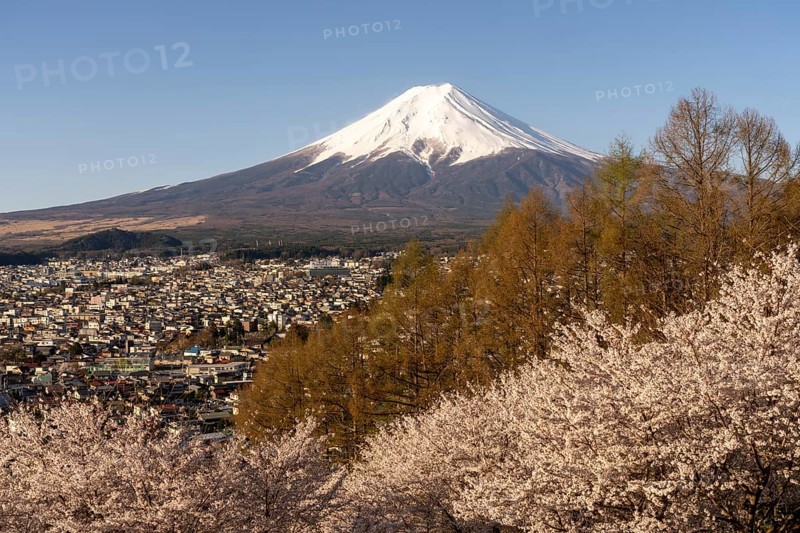 View of Mount Fuji, with blossoming cherry trees in the foreground, Fujiyoshida, Yamanashi Prefecture, Japan