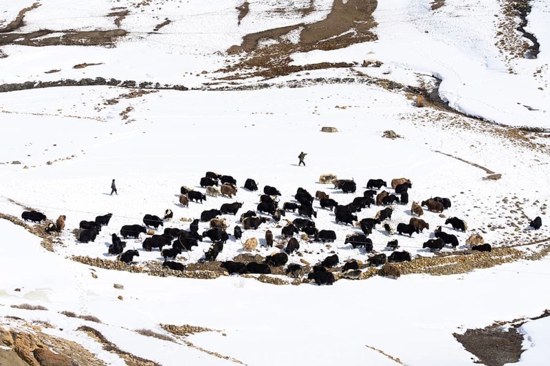 Two men driving a herd of yaks, Himalaya, Spitital, Kaza, Himachal Pradesh, India