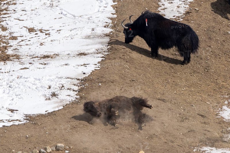 Yak (Bos mutus), rolling in the dirt, dust, snow, Himalayas, Spitital, Kaza, Himachal Pradesh, India
