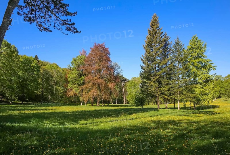 Nature park park near Lichtenstein Castle, meadow, lawn, deciduous trees, conifers, eaves of the Swabian Alb, Honau, municipality of Lichtenstein, Baden-Württemberg, Germany