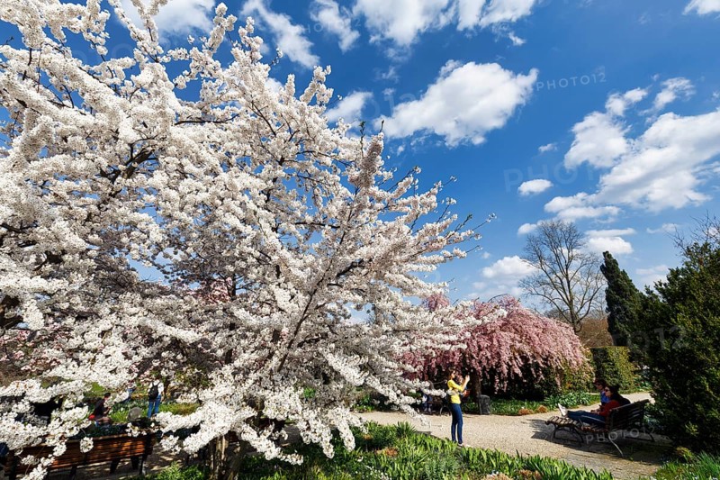 Cherry blossom (Prunus subg. Cerasus), Cumulus, walker in the Berggarten, spring in the Herrenhausen Gardens, sunny weather, Hanover, Lower Saxony, Germany