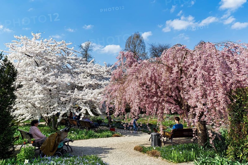 Blossoming cherry trees in the Berggarten, spring in the Herrenhausen Gardens, sunny weather, Hanover, Lower Saxony, Germany