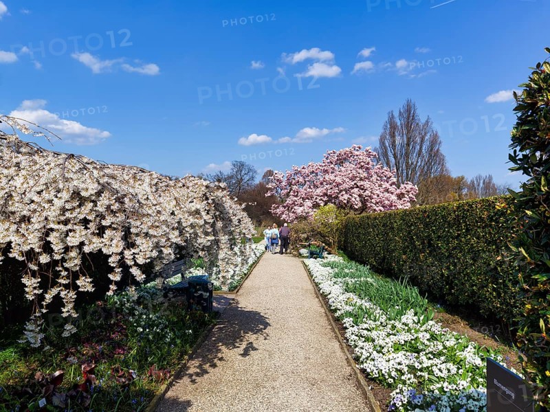 Blossoming cherry trees and magnolias, walkers in the Berggarten, Botanical Garden, spring in the Herrenhausen Gardens, sunny weather, Hanover, Lower Saxony, Germany