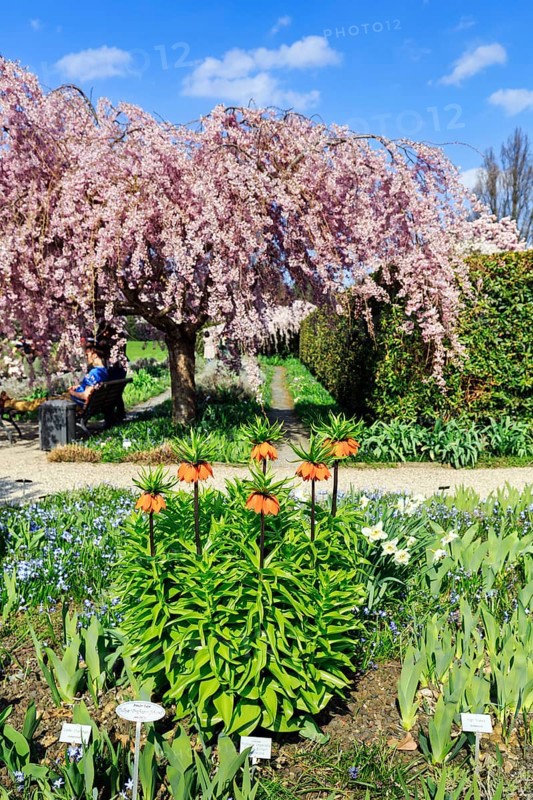 Imperial crowns (Fritillaria imperialis) and cherry tree, Berggarten, spring in the Herrenhausen Gardens, sunny weather, Hanover, Lower Saxony, Germany
