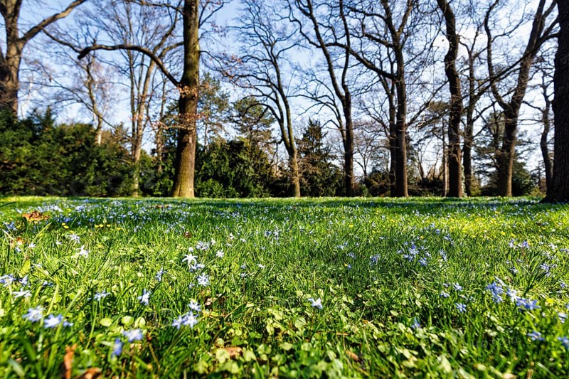 Scilla, blue stars in a meadow in the Berggarten, spring in the Herrenhausen Gardens, sunny weather, Hanover, Lower Saxony, Germany