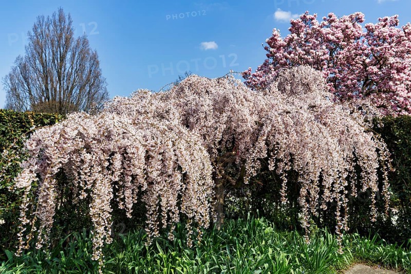 Hanging spring cherry, cherry blossom in the Berggarten, spring in the Herrenhausen Gardens, sunny weather, Hanover, Lower Saxony, Germany