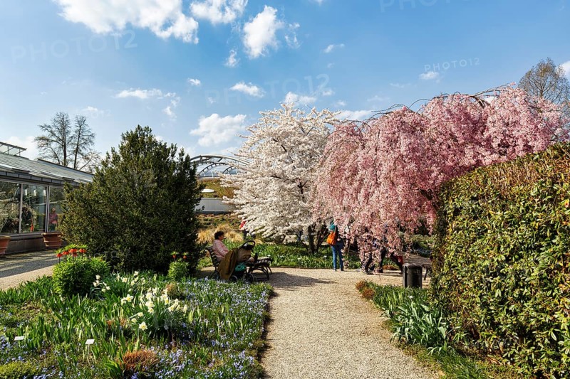 Cherry blossom in the Berggarten, spring in the Herrenhausen Gardens, sunny weather, Hanover, Lower Saxony, Germany
