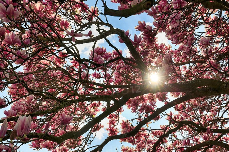 Magnolia blossom, tulip magnolia, sunbeams through branches, Berggarten, spring in the Herrenhausen Gardens, sunny weather, Hanover, Lower Saxony, Germany