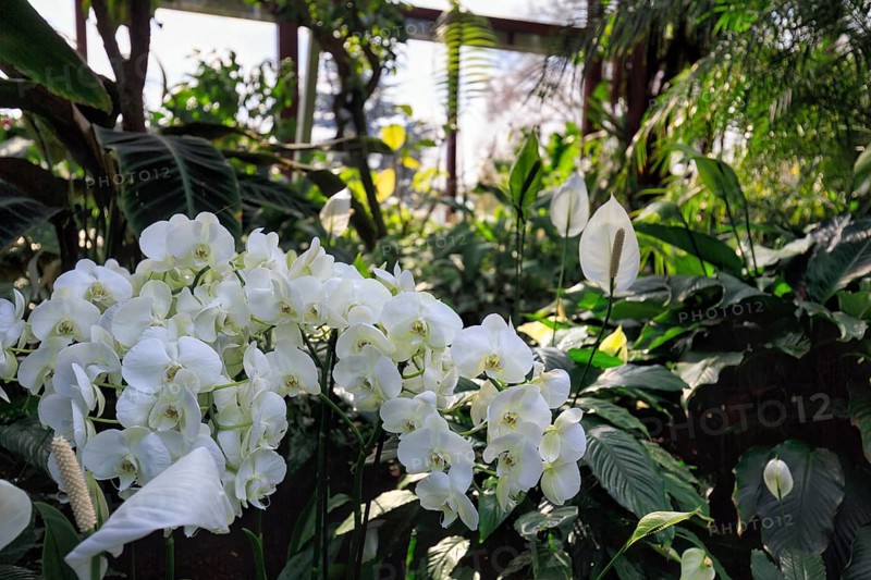 White flowering orchid in the greenhouse, Berggarten, Herrenhäuser Gärten, sunny weather, Hanover, Lower Saxony, Germany