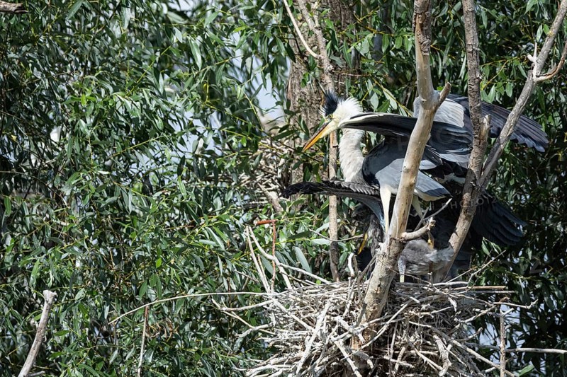 Grey heron (Ardea cinerea) at the eyrie Hungary